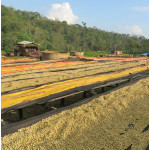 Ethiopia Natural Sidamo Guji