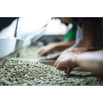 Sulawesi Toraja
