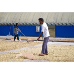 Sumatra Mandheling