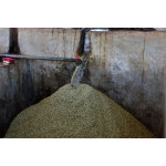 Ethiopia Washed Guji