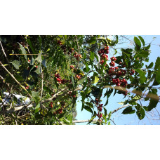 Ethiopia Washed Yirgacheffe