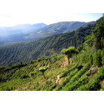 Decaf Colombia