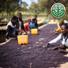 GEN23ETCC Ethiopia Yirgacheffe Chelbesa