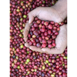 61347 Ethiopia Washed Yirgacheffe
