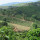 57449 Brazil Natural Peaberry