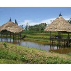 Bali Blue Moon*